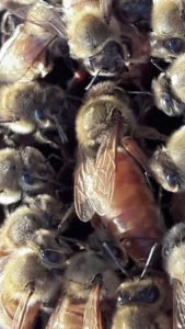 Buckfast ana arı satışı