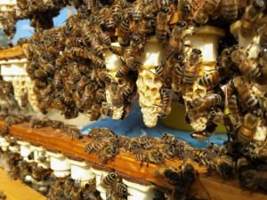 ana arı üretimi
