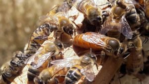 İtalyan ırkı arılar sakin yaradılışlıdırlar. Çoğalma kabiliyetleri fazladır. Yavru büyütme yeteneği fazla olup erken ilkbaharda kuvvetli koloni oluştururlar. Bol nektar toplayarak çok bal yaparlar. Oğul verme meyilleri zayıftır.