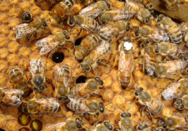 Buckfast ana arı