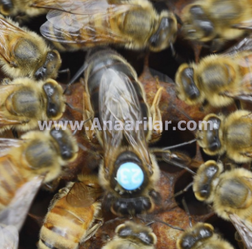 Karnıyol Ana Arı