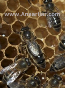 Karpat Ana arı