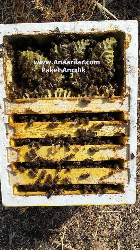Ana Arı Üretimi-Çiftleştirme Kutuları