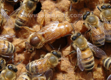 gold ana arı