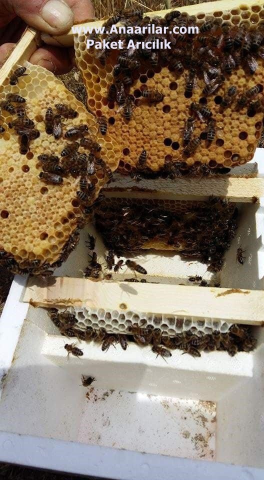Ana Arı Üretimi-Çiftleştirme Kutuları