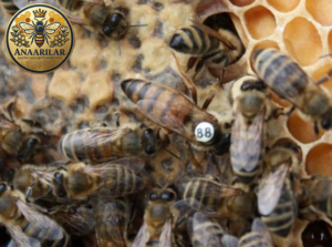 Anadolu ana arısı özellikleri