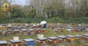 sağlıklı arı kolonisi