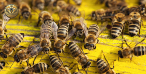 Arı ırkının önemi