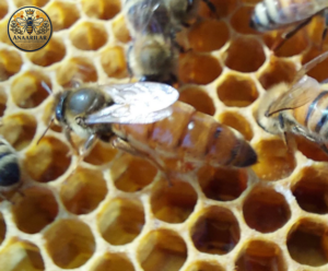 Belfast ana arısı özellikleri