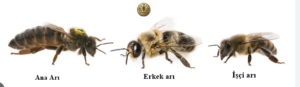 Erkek arı nedir özellikleri nelerdir