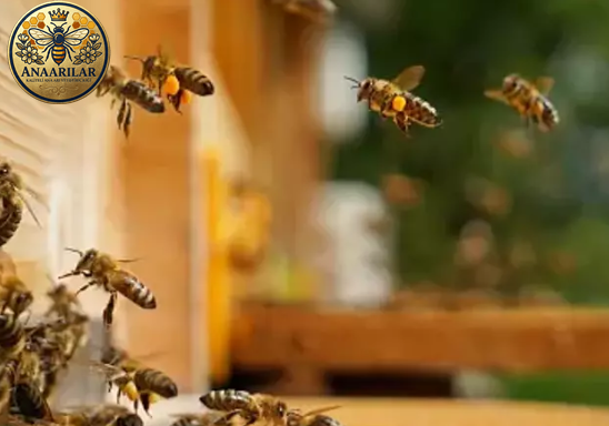 İlkbaharda arı bakımı