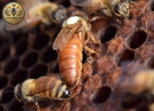 İtalyan ana arısı