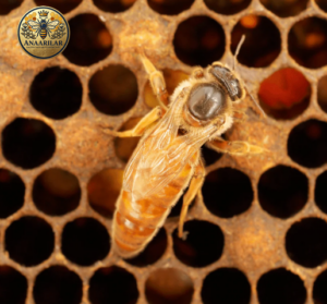 İtalyan ana arısı özellikleri