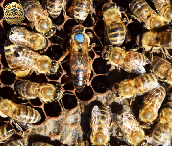 Kafkas ana arısı özellikleri