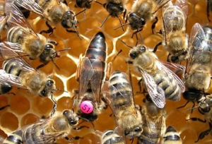 Karniyol ana arısı