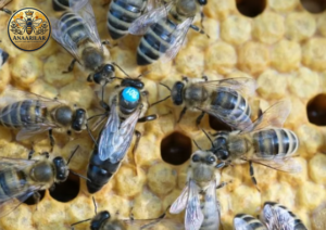 Karniyol ana arısı özellikleri