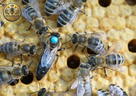 Karniyol ana arısı özellikleri