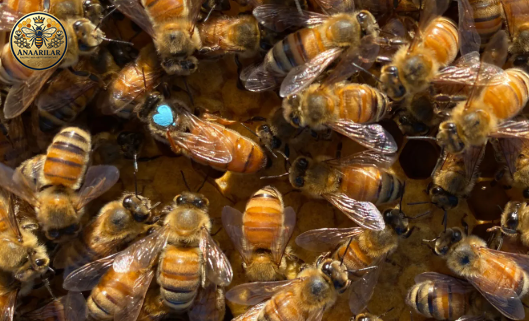 Kraliçe arı, erkek arı ve işçi arı