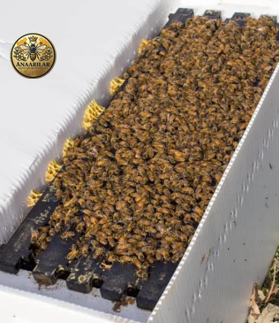 Paket arıcılığın önemi