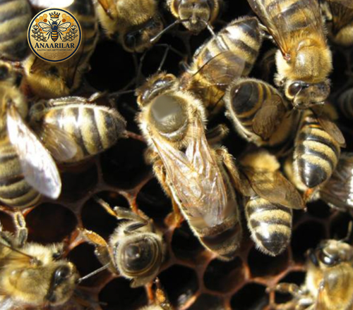 Yığılca ana arısı özellikleri