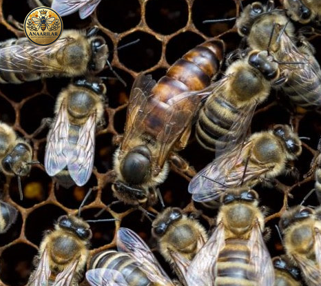 Yığılca ana arısı