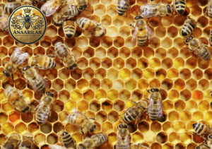 bölgeye uyumlu ekotip arı