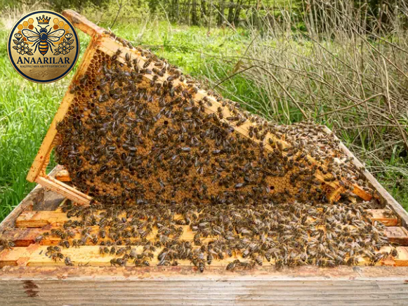 Paket Arıcılık nedir