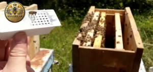 Ana arılı bölme işlemi