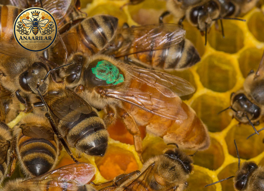 Ana arısız bölme işlemi