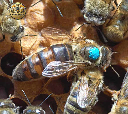 Döllü ana arı ile bölme işlemi