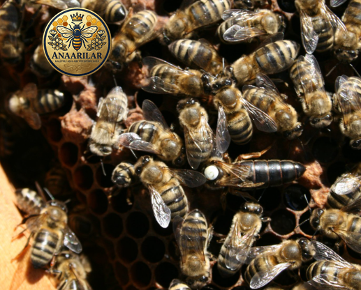 Sertifikalı ana arı