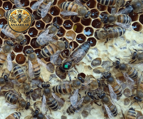 Tkv ana arı üretimi