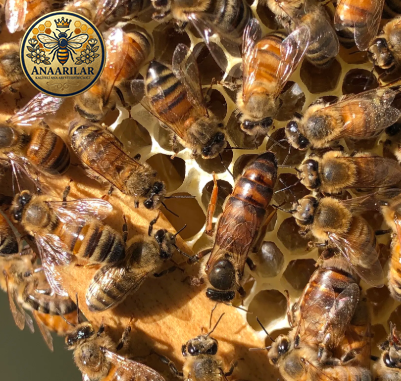 posof ana arı üretimi